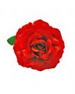 Flor rojo